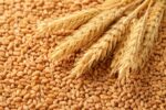 Sabarmati Wheat - Premium Quality