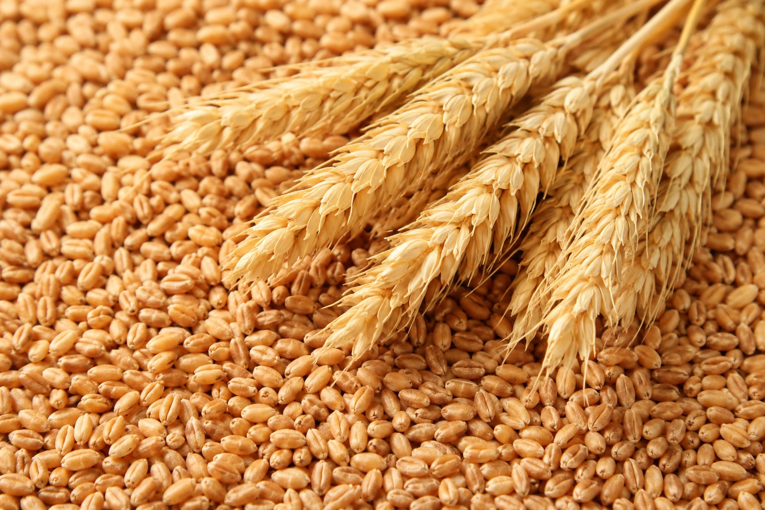 Wheat