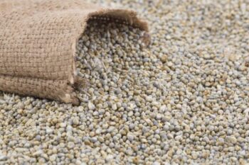 Bajra - Rajasthan Premium Quality